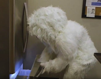 yeti-lunch-347x272 Yeti yeti-lunch-347x272 Yeti